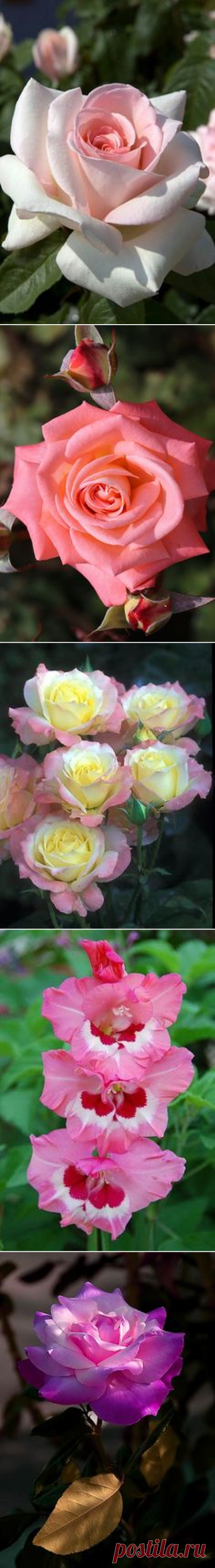 (753) Pinterest • Всемирный каталог идей