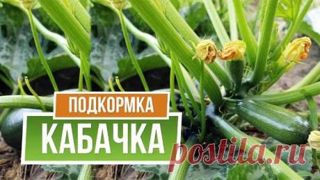 Подкормка кабачков: какое удобрения следует внести, чтобы быстро росли Универсальное растение на вашем участке, это кабачок. Чтобы получить хороший урожай вкусных плодов, необходимо знать, какие удобрения любит это растение.    В июне стоит обязательно подкормить эту культуру, от этого будет зависеть ваш будущий урожай. В это