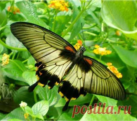 Papilio Memnon