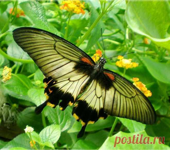 Papilio Memnon