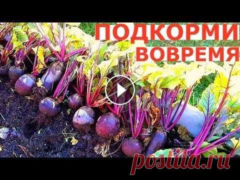 СВОЕВРЕМЕННЫЙ уход за СВЕКЛОЙ и ПОДКОРМКА чеснока для БОЛЬШОГО УРОЖАЯ Высадка рассады свеклы и уход за молодыми растениями. Подкормка чеснока в середине июня. Помощь каналу, карта Сбербанка - 4276 3800 7513 3459 Выращива...