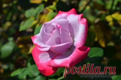 Крым. Розы Никитского ботанического сада.