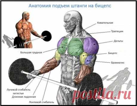 Подъем штанги на бицепс / Спорт Сильных!