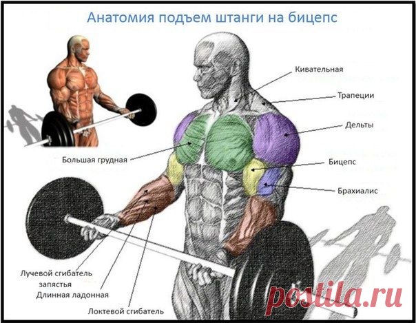 Подъем штанги на бицепс / Спорт Сильных!