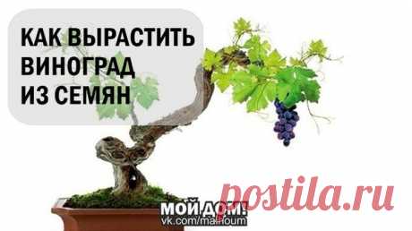КАК ВЫРАСТИТЬ ВИНОГРАД ИЗ СЕМЯН