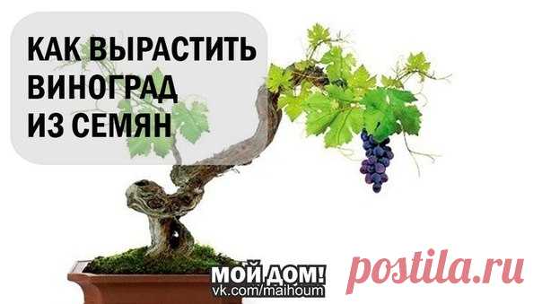 КАК ВЫРАСТИТЬ ВИНОГРАД ИЗ СЕМЯН