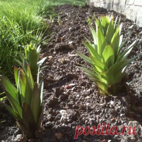 Когда и как пересаживать лилии