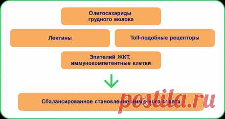 Пробиотики, пребиотики, синбиотики, симбиотики… Что дальше?
В настоящее время ОГМ считаются «эксклюзивными» пребиотиками для бифидобактерий — во многих клинических исследованиях доказано их стимулирующее действие на преобладающую полезную микробиоту младенца