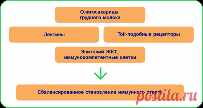 Пробиотики, пребиотики, синбиотики, симбиотики… Что дальше?
В настоящее время ОГМ считаются «эксклюзивными» пребиотиками для бифидобактерий — во многих клинических исследованиях доказано их стимулирующее действие на преобладающую полезную микробиоту младенца