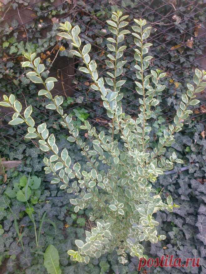 Бирючина овальнолистная серебристая "Аргентеум Вариегата" (Ligustrum ovalifolium "Argenteum Variegata")
