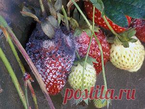 Клубника – болезни и вредители: как бороться, фото; почему клубника сохнет, желтеет и не цветет; защита клубники от птиц, жуков и слизней