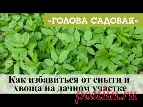 Голова садовая - Как избавиться от сныти и хвоща на дачном участке