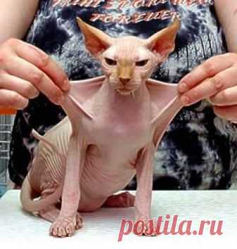 babyrah.com sphynx