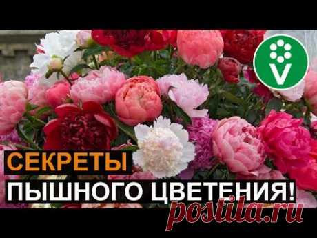 Сделайте так ПЕРЕД ЦВЕТЕНИЕМ ПИОНОВ для невероятно крупных цветов!