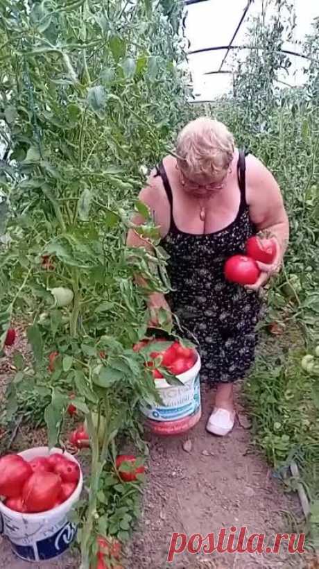 КАКАЯ ХОЗЯЙКА, ТАКОЙ И УРОЖАЙ🤔
ЗДОРОВО, СУПЕР!😊🤗🤗🤥