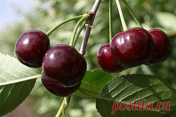 Одноклассники