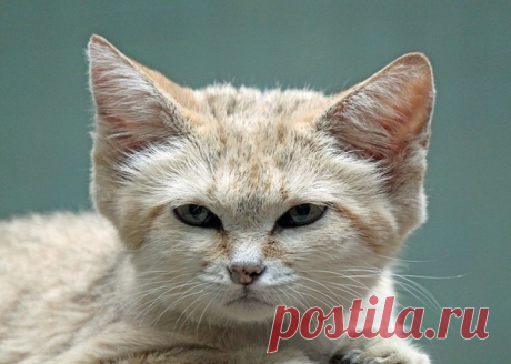 Барханная кошка Барханная кошка (лат. Felis margarita). Ее также называют пустынной кошкой или песчаной кошкой. Это очень своеобразная и красивая кошка. Ученные открыли ее дважды. Первый раз в 1858 году была описана североафриканская разновидность, а в 1926 году – была описана барханная кошка, обитающая...