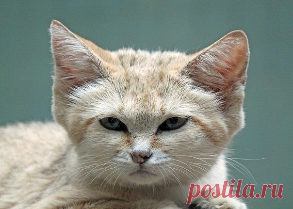 Барханная кошка Барханная кошка (лат. Felis margarita). Ее также называют пустынной кошкой или песчаной кошкой. Это очень своеобразная и красивая кошка. Ученные открыли ее дважды. Первый раз в 1858 году была описана североафриканская разновидность, а в 1926 году – была описана барханная кошка, обитающая...