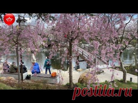 😀Японский сад в Краснодаре открытие. Japanese garden in Galitsky Park opening.
