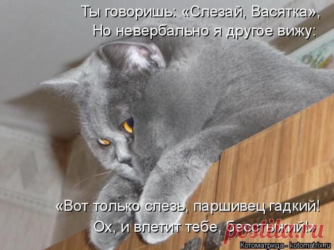 Котоматрица: Круть