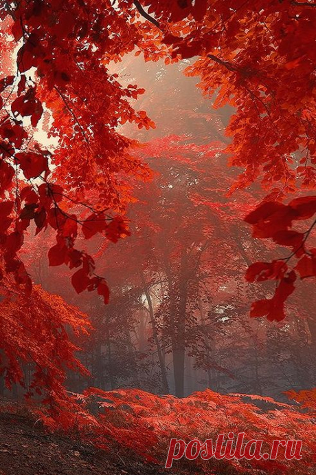 ~~Sacred Shivers | surreal blazing red autumn forest by Janek Sedlar~~  
StudioView   |  Pinterest • Всемирный каталог идей