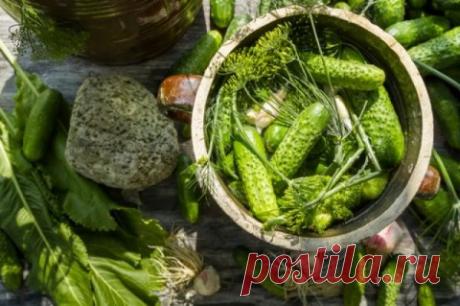 Блог сайта «Дачный участок»