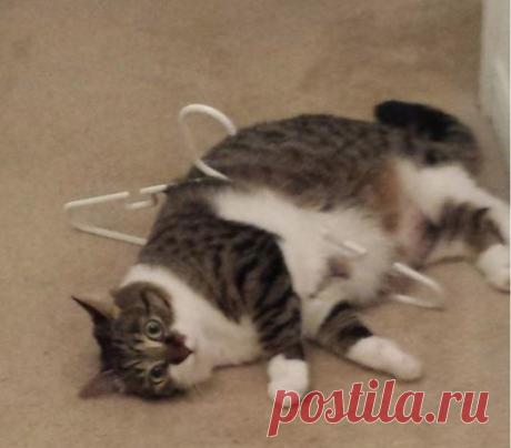 Кото-позитивчик :) / Болталка / Истории в картинках