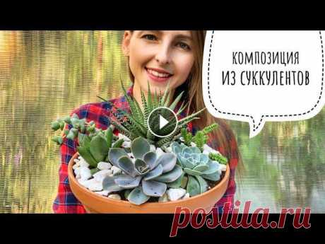 Композиция из суккулентов своими руками: быстро, просто и красиво. Ее можно подарить или использовать в качестве декора для дома....