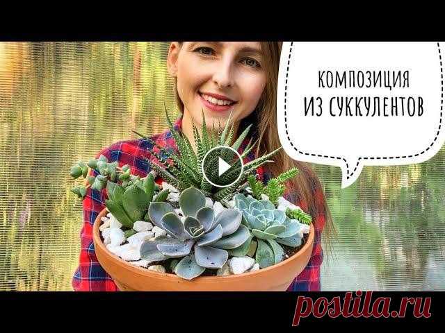 Композиция из суккулентов своими руками: быстро, просто и красиво. Ее можно подарить или использовать в качестве декора для дома....