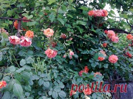 натюрморты