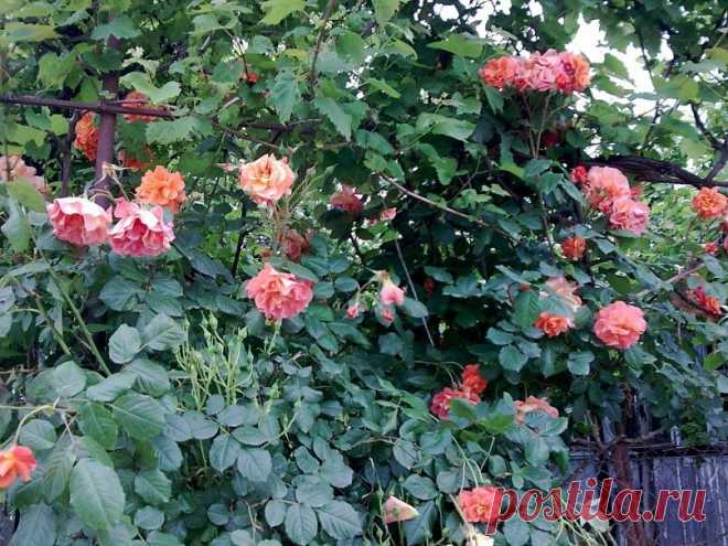 натюрморты