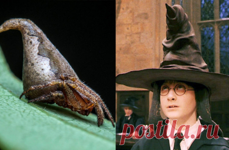 Животные, открытые в 2016 году | Чёрт побери Природа Земли не перестает удивлять разнообразием: только за последние десять лет биологи обнаружили более 100 000 новых видов животных и растений. Они похожи на героев фантастических фильмов, скрываются в труднодоступных уголках планеты и выживают в экстремальных условиях. Рассказываем о самых интересных открытиях ушедшего года.    Арктическая бархатница, Аляска  В 2016 году на Аляске нашли новый вид бабочек — Oeneis tanana, ко...