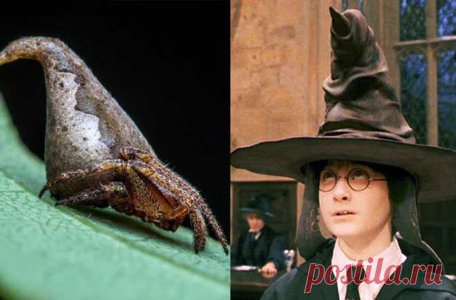 Животные, открытые в 2016 году | Чёрт побери Природа Земли не перестает удивлять разнообразием: только за последние десять лет биологи обнаружили более 100 000 новых видов животных и растений. Они похожи на героев фантастических фильмов, скрываются в труднодоступных уголках планеты и выживают в экстремальных условиях. Рассказываем о самых интересных открытиях ушедшего года.    Арктическая бархатница, Аляска  В 2016 году на Аляске нашли новый вид бабочек — Oeneis tanana, ко...