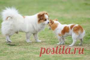 Como socializar filhotes de cachorro