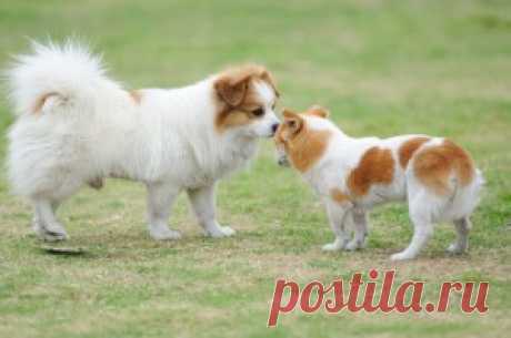 Como socializar filhotes de cachorro