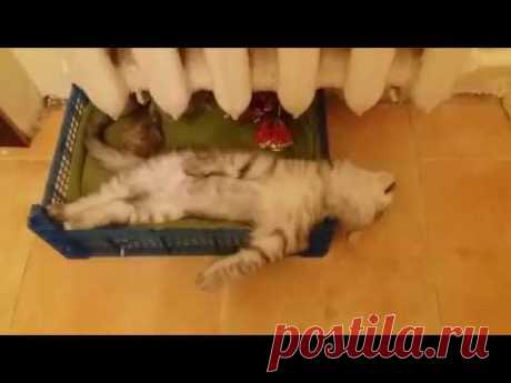 Кот-храпун! Самый фотогеничный кот в мире! Даже когда храпит!