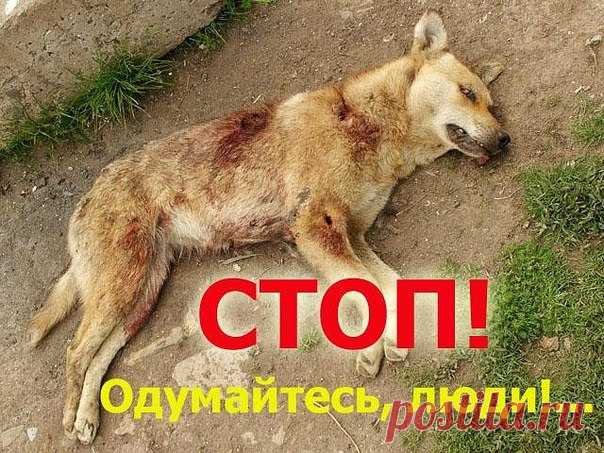 Анастасия-Александровна Разумовская-Волкова