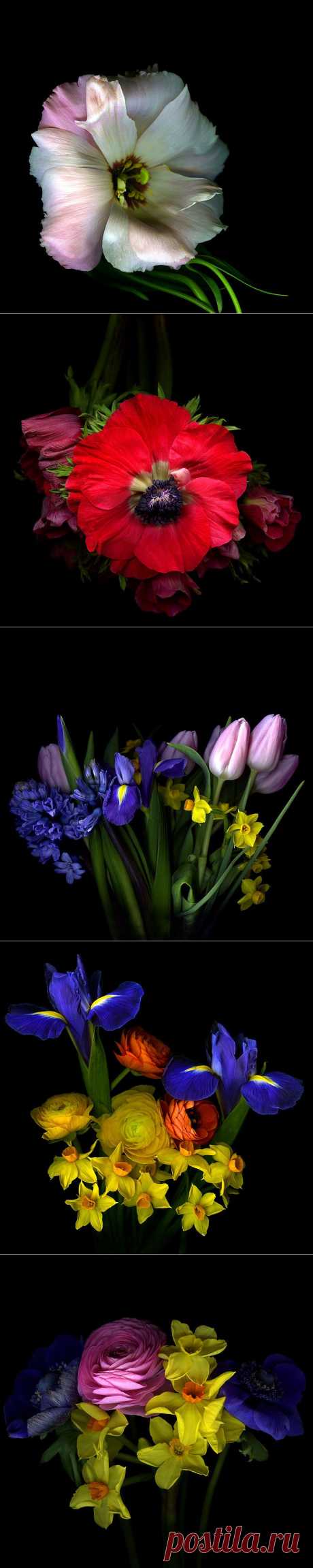 Красота на черном фоне..