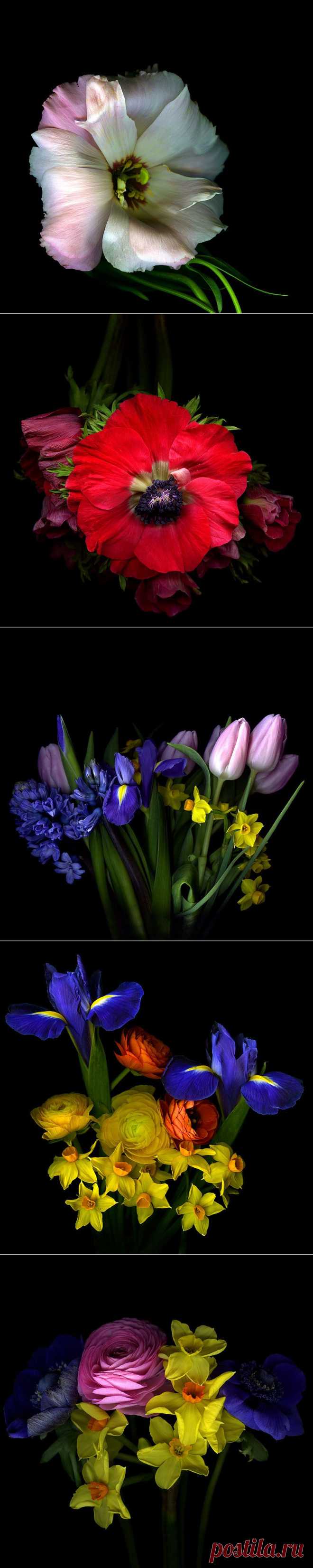 Красота на черном фоне..