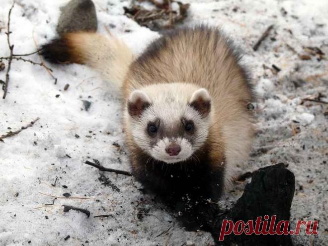 Дикие и домашние хорьки: описание, повадки