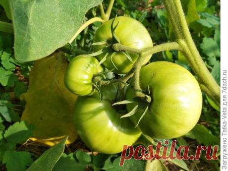 Рассады меньше, а помидоров больше! Делюсь секретом