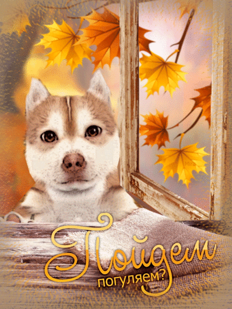 - Пойдем, погуляем?)))
