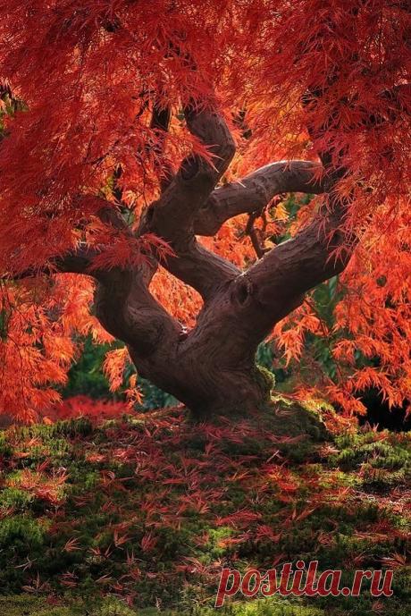 легенда о дереве