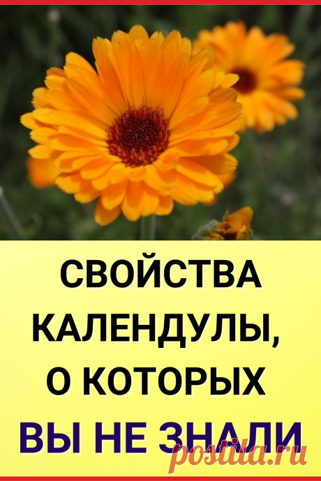 Свойства календулы, о которых вы не знали