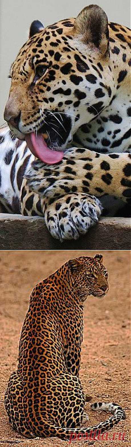 Pinterest-The Visual Discovery Tool