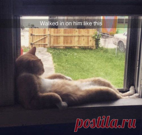 40 уморительных фотографий котов, над которыми вы будете смеяться до колик / Питомцы