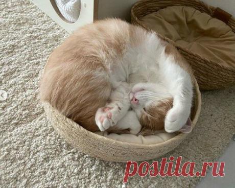 Забавные фото котов для хорошего настроения | Мечтательная кошка | Яндекс Дзен