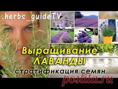 Как вырастить лаванду из семян. 4 способа стратификации семян лаванды.