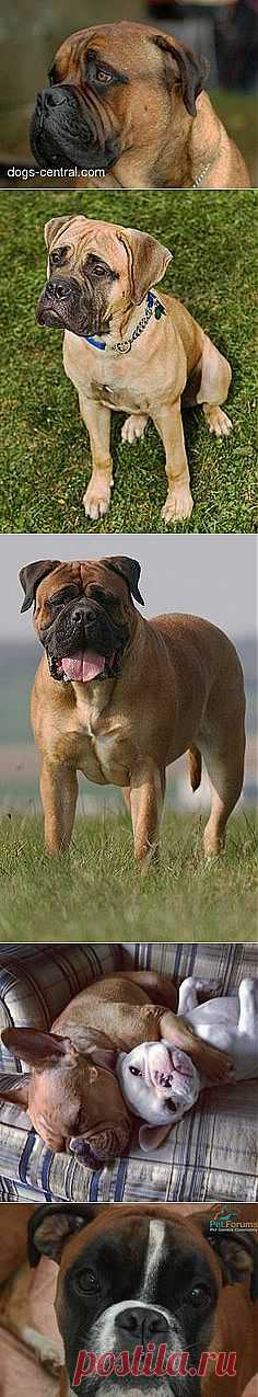 dogs