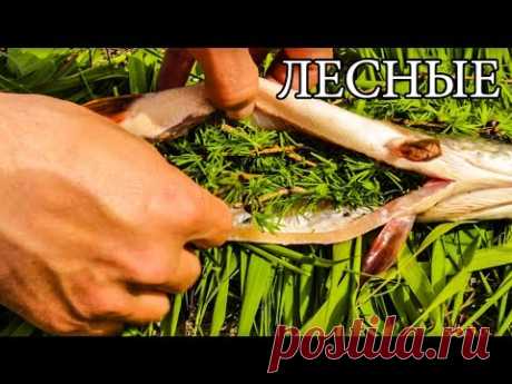 ДИКАЯ КУХНЯ - РЫБА ВО МХЕ | ЗАБЫТЫЙ РЕЦЕПТ - YouTube